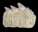 Fossil Cow Shark (Hexanchus) Tooth - Morocco #35025-1